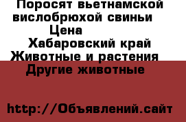 Поросят вьетнамской вислобрюхой свиньи  › Цена ­ 8 000 - Хабаровский край Животные и растения » Другие животные   